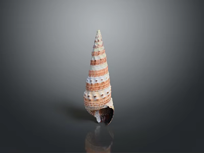 Aquatic Animal Conch Spiral Shell Featuring Red And White Stripes Displayed On Gray Background 3d model