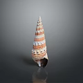 Aquatic Animal Conch Spiral Shell Featuring Red And White Stripes Displayed On Gray Background