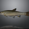 Silver Fish with Orange Fins and Tail Floating in Gray Background with Shiny Reflection