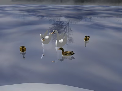 Two White Swans And Three Brown Ducks Swimming On Calm Water With Reflections 3d model