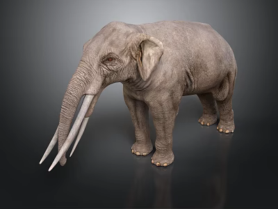 Large Gray Elephant Standing with Long White Tusks Against Dark Background 3d model