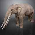 Large Gray Elephant Standing with Long White Tusks Against Dark Background