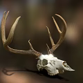 Natural Deer Skull With Antlers For Rustic Home Decoration 3d model