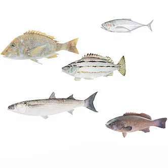 Modern Fish 3d model