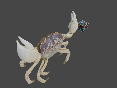 Large White Crab Holding Colorful Rubik's Cube On Gray Background 3d model