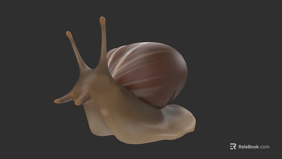 Snail With Brown Striped Shell And Antennae 3D Rendered Isolated On Dark Background 3d model 