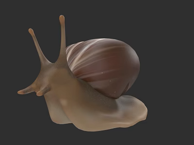 Snail With Brown Striped Shell And Antennae 3D Rendered Isolated On Dark Background 3d model