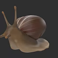 Snail With Brown Striped Shell And Antennae 3D Rendered Isolated On Dark Background 3d model
