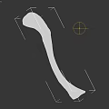 Human Chest Bone White Curved Anatomical Structure For Medical Education