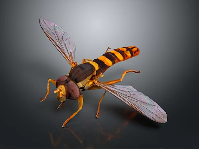 Hoverfly A Flying Insect With Yellow And Black Striped Body And Transparent Wings 3d model