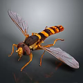 Hoverfly A Flying Insect With Yellow And Black Striped Body And Transparent Wings