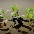 Vibrant Green Leafy Plants Featuring Broad Fresh Leaves and Cast Shadows on Neutral Backdrop