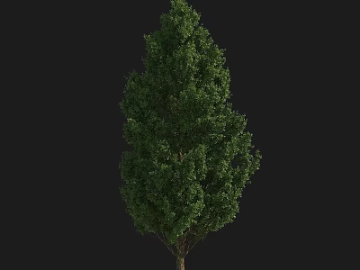 Lush Green Tall Tree With Dense Foliage Strong Trunk And Vibrant Leaves 3d model