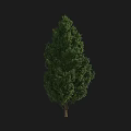 Lush Green Tall Tree With Dense Foliage Strong Trunk And Vibrant Leaves