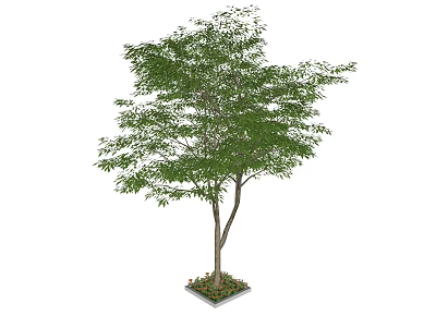 Arbor With Lush Green Leaves Dual Trunks And Square Planter Base Soil 3d model