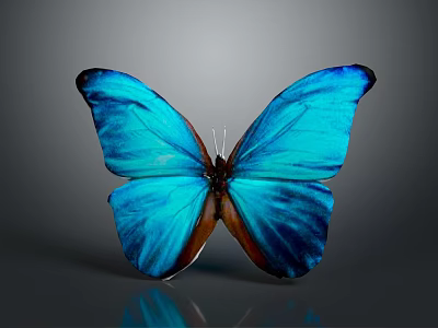 Vibrant Blue Butterfly With Shiny Iridescent Wings On Grey Background And Reflection 3d model