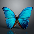 Vibrant Blue Butterfly With Shiny Iridescent Wings On Grey Background And Reflection