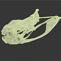Close Up View Of Detailed Animal Skull Skeletal Structure With Cranial Features