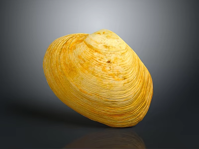 Yellow Shiny Seashell As Decorative Household Item With Natural Textured Surface Patterns 3d model