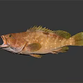 Brown Spotted Fish With Open Mouth And Yellow Fins On Dark Background