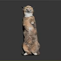 Orange and white cat standing upright on hind legs looking up against dark background