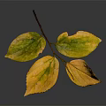 Single Branch with Autumn Yellow and Green Leaves on Smooth Gray Background Showing Soft Reflection