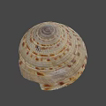 Intricate Natural Seashell With Spiral Pattern And Brown White Stripes