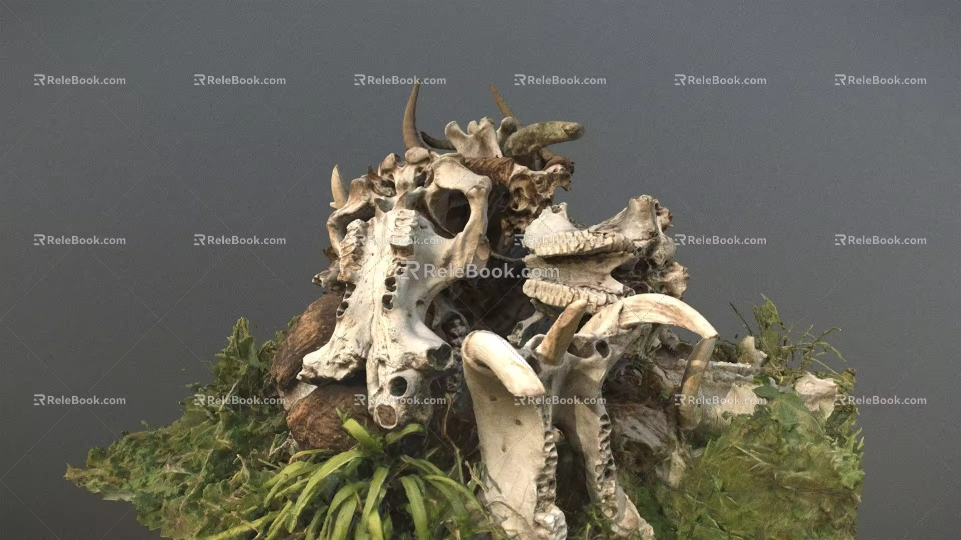 Modern Skeleton Dinosaur Skeleton 3d model