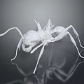 Detailed White Ant 3D Model On Dark Background With Reflection 3d model