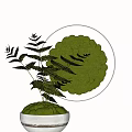 Bonsai Plant in White Ceramic Pot with Green Moss Balls and Feathery Fern Leaves