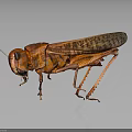 Reddish Brown Locust with Textured Wings Long Legs and Antennae on Dark Background 3d model