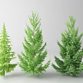Three Green Arbor Trees Display Different Shapes And Lush Foliage