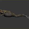 3D Model of a Brown and Yellow Toad with Red Eyes Crawling on Dark Surface