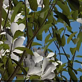 Michelia maudiae Tree with White Flowers Standing on Paved Ground Near Person and Shadow