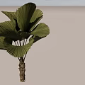 Tropical Arbor With Large Fan Shaped Green Leaves And Textured Trunk