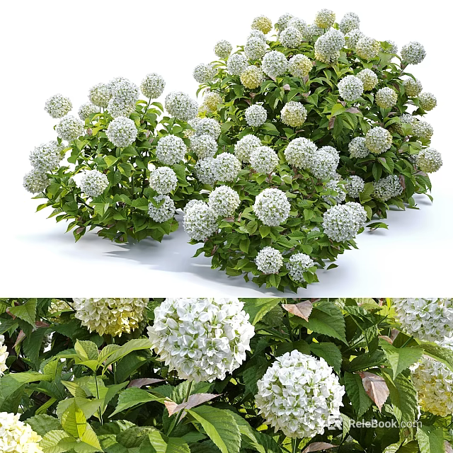 Lush Hydrangea Bush with White Blooms and Green Foliage for Garden Decor 3d model 