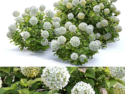 Lush Hydrangea Bush with White Blooms and Green Foliage for Garden Decor 3d model