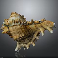 Unique Spiral Conch Shell With Spiked Edges Textured Surface And Brown White Hues