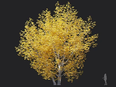 Tree with Golden Yellow Leaves Against Black Background Showing Size Scale via Small Human Figure 3d model