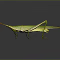Green Grasshopper with elongated body and long hind legs on gray background with reflection