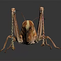 Brown Grasshopper With Detailed Legs And Wings On Dark Reflective Surface 3d model