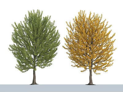Two Arbor Trees With Green And Yellow Leaves Showing Seasonal Foliage Changes 3d model
