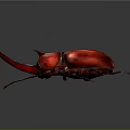 Vibrant Red Rhinoceros Beetle With Large Curved Horn And Spiny Legs On Gray Surface