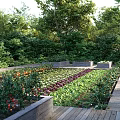 Vibrant Vegetable Garden Landscape With Raised Beds Colorful Flowers Lush Greens And Wooden Pathways