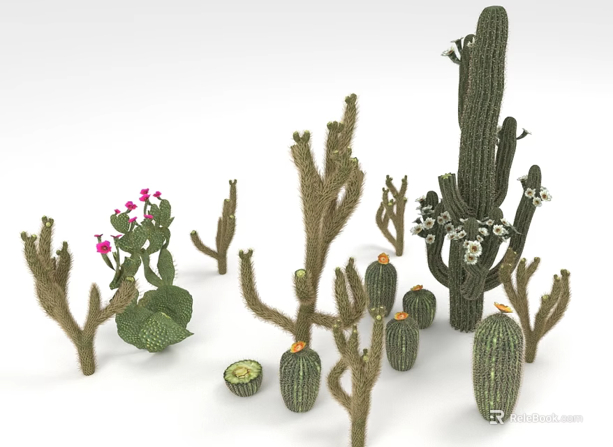 Various Desert Cacti Plants With Different Shapes Flowering And Green Fruits 3d model 