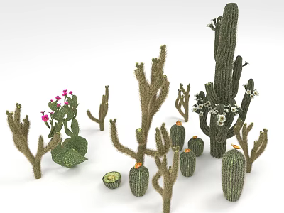Various Desert Cacti Plants With Different Shapes Flowering And Green Fruits 3d model