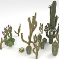 Various Desert Cacti Plants With Different Shapes Flowering And Green Fruits