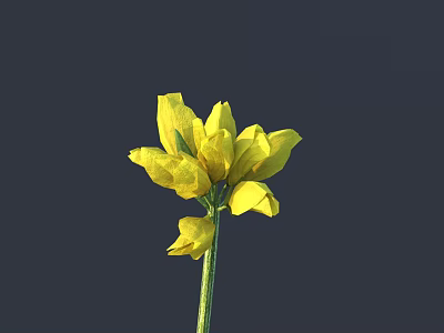 Yellow Flower With Multiple Petals And Green Stem On Dark Background 3d model