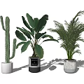 Potted Cactus Banana Leaf And Palm Plants In White Black Textured Ceramic Pots