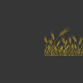 Golden Wheat Crop With Tall Stalks And Ripe Ears In Field